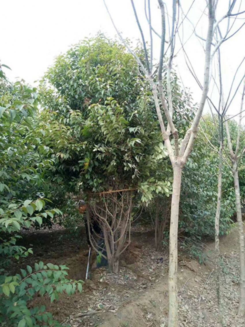 點擊查看詳細信息<br>標題：叢生女貞 閱讀次數：3228